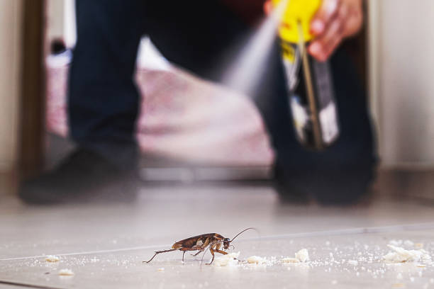 Best Pest Removal Services  in Queens, NY