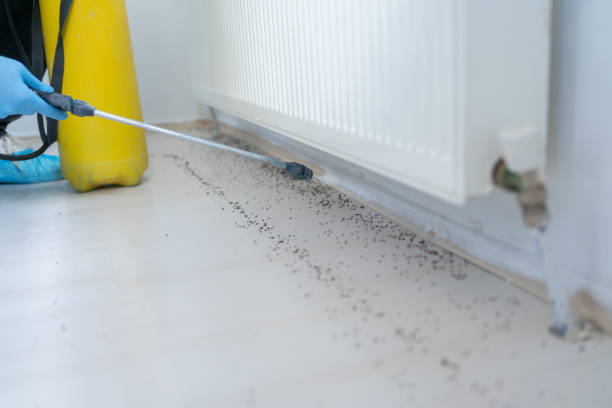 Best Termite Control Services  in Queens, NY